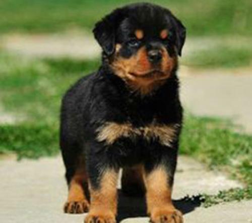 Rottweiler KCI Puppy