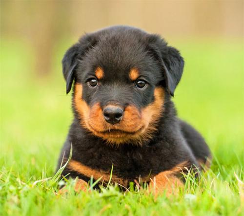 Rottweiler Standard Pet Quality Puppy