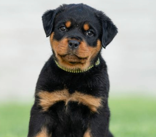 rottweiler